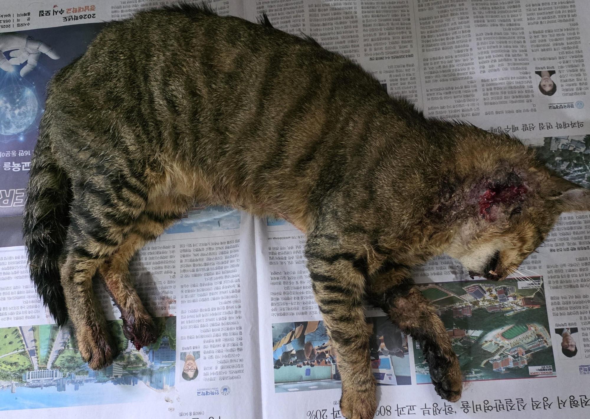 대구유기동물보호센터_427342202500881