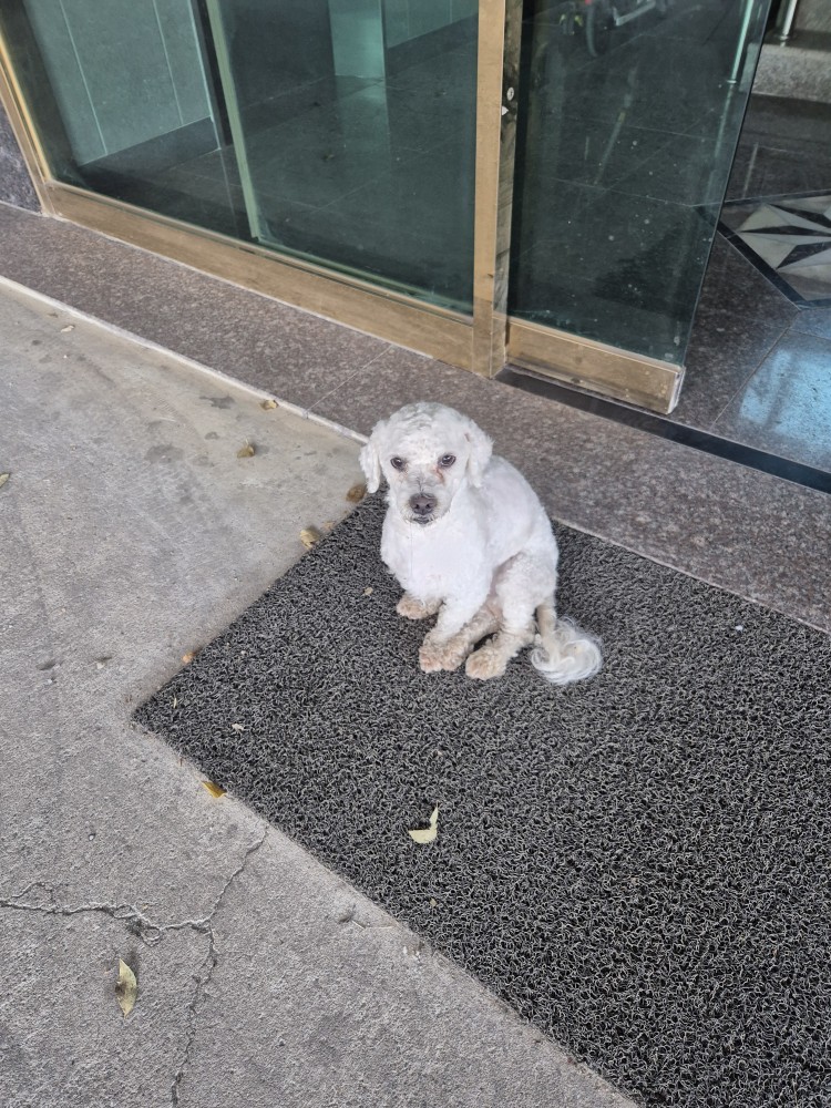 종료(자연사) 비숑…