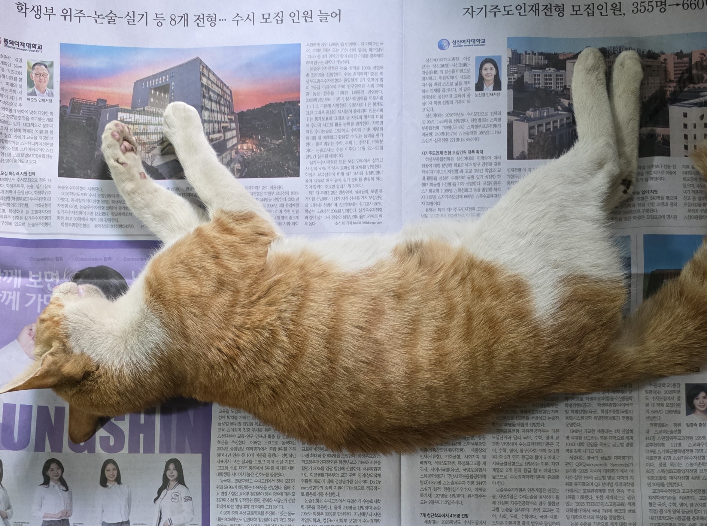 대구유기동물보호센터_427342202500880