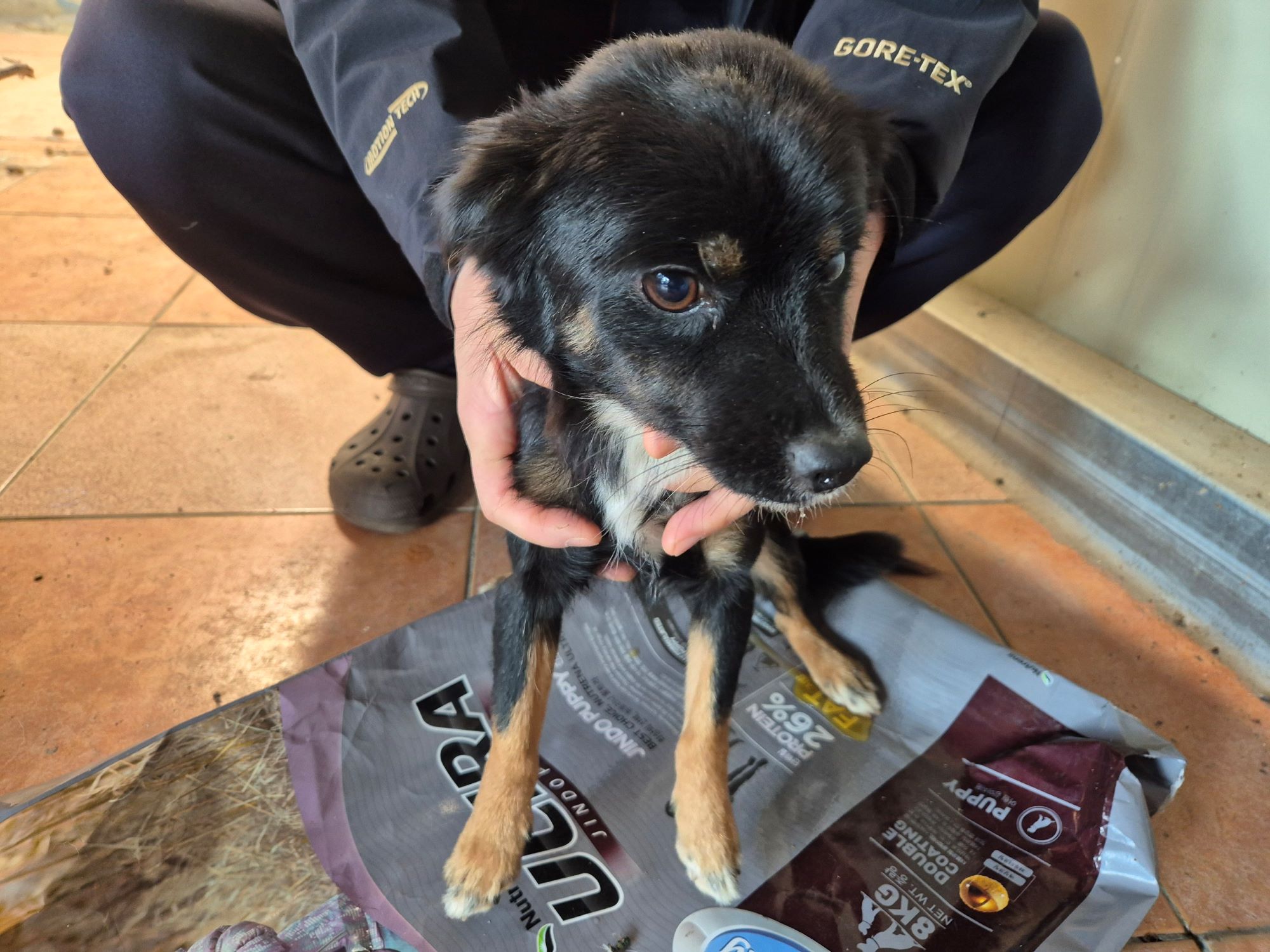 보호중 믹스견의 가…