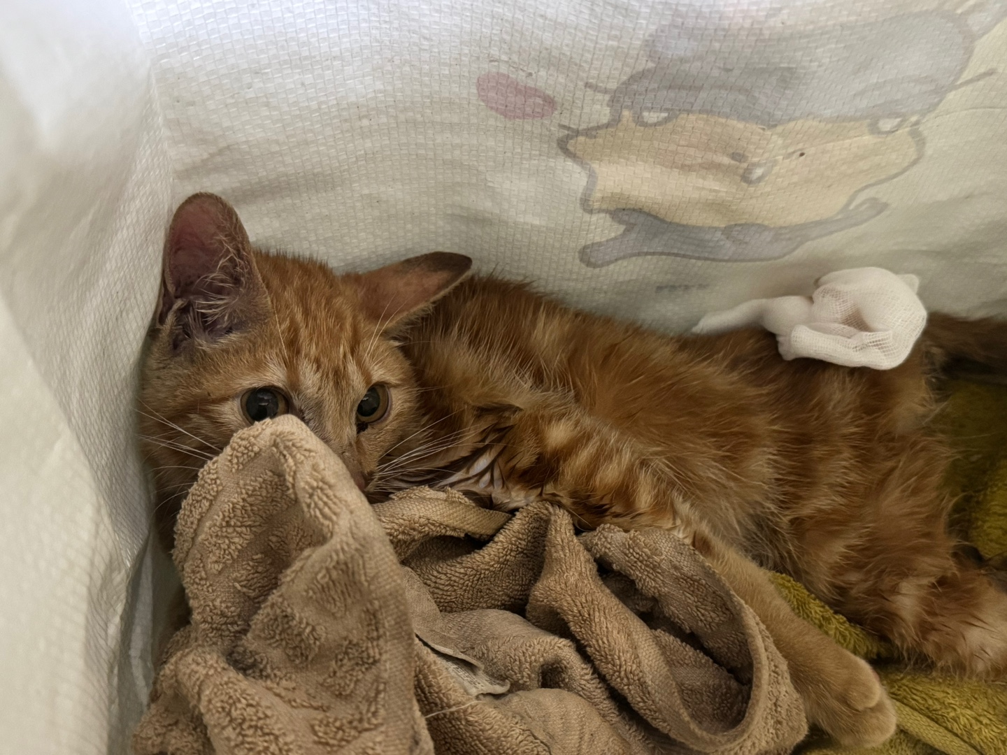 보호중 한국 고양이…