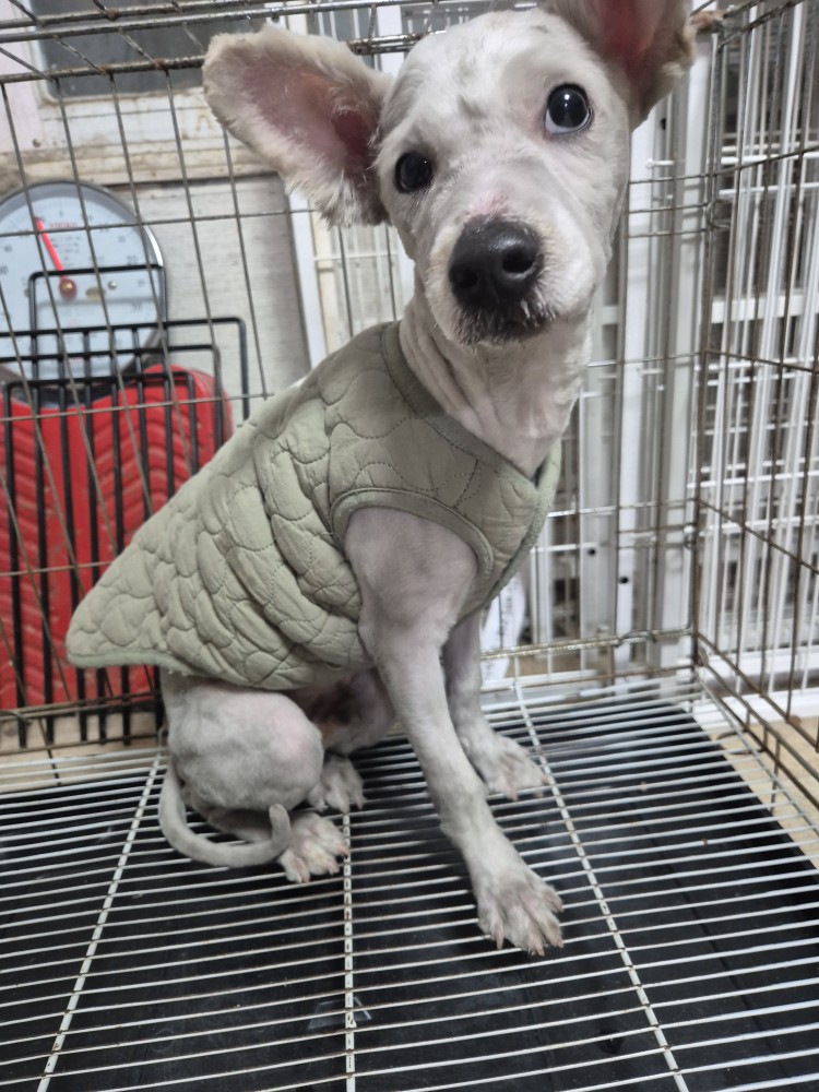 종료(반환) 푸들의…