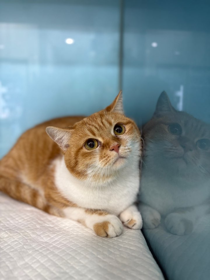 보호중 한국 고양이…