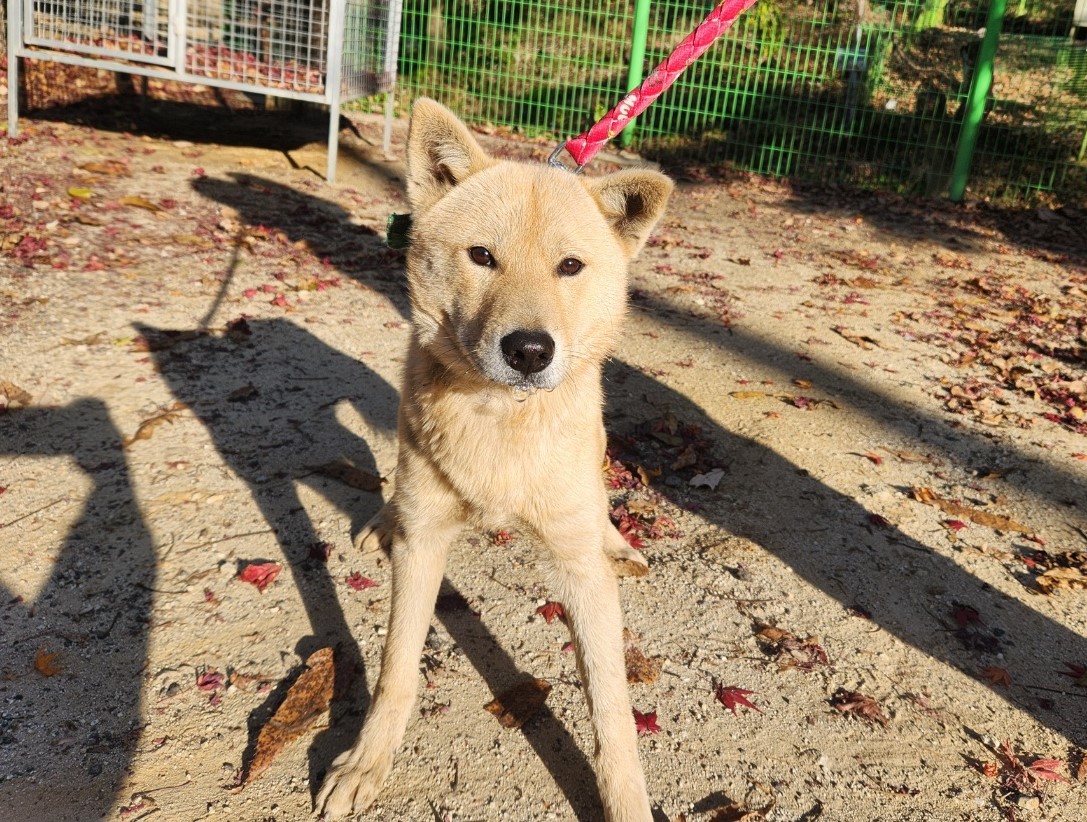 보호중 믹스견의 가…