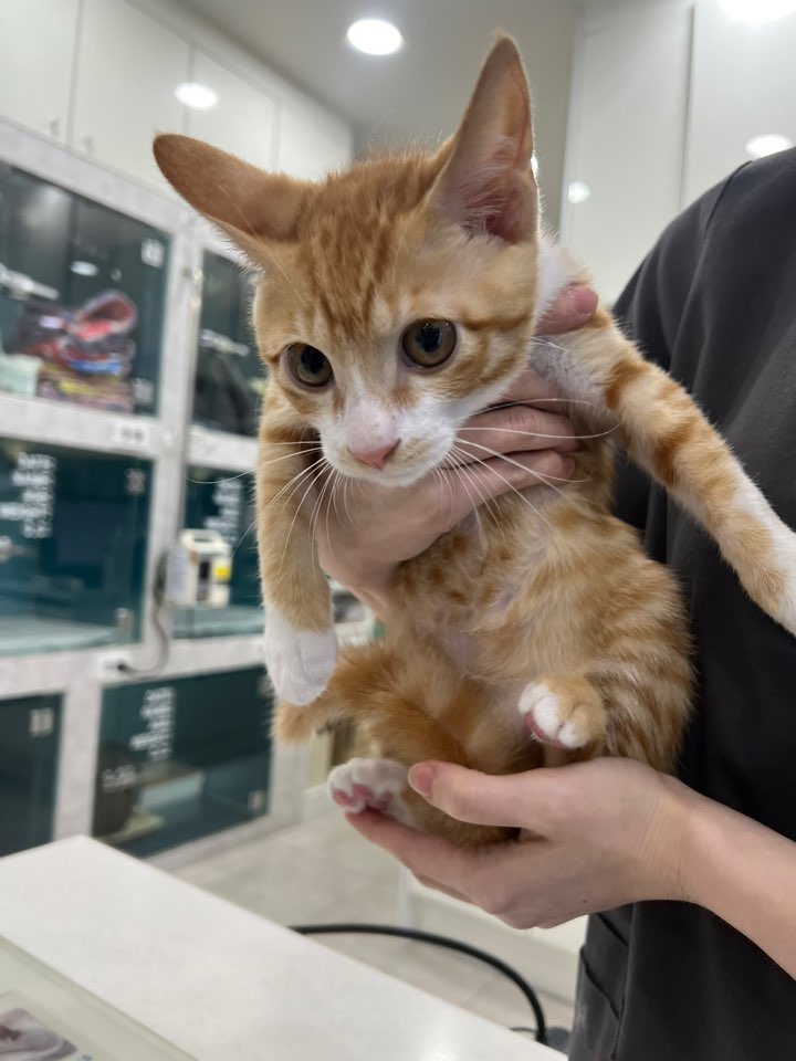 보호중 한국 고양이…