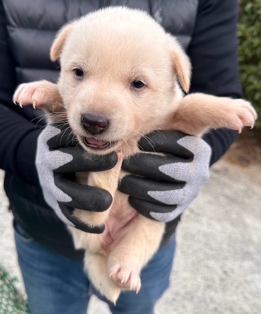보호중 믹스견의 가…
