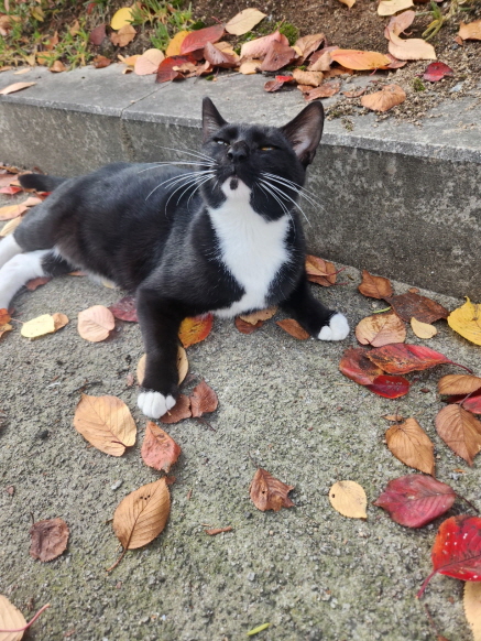 보호중 한국 고양이…