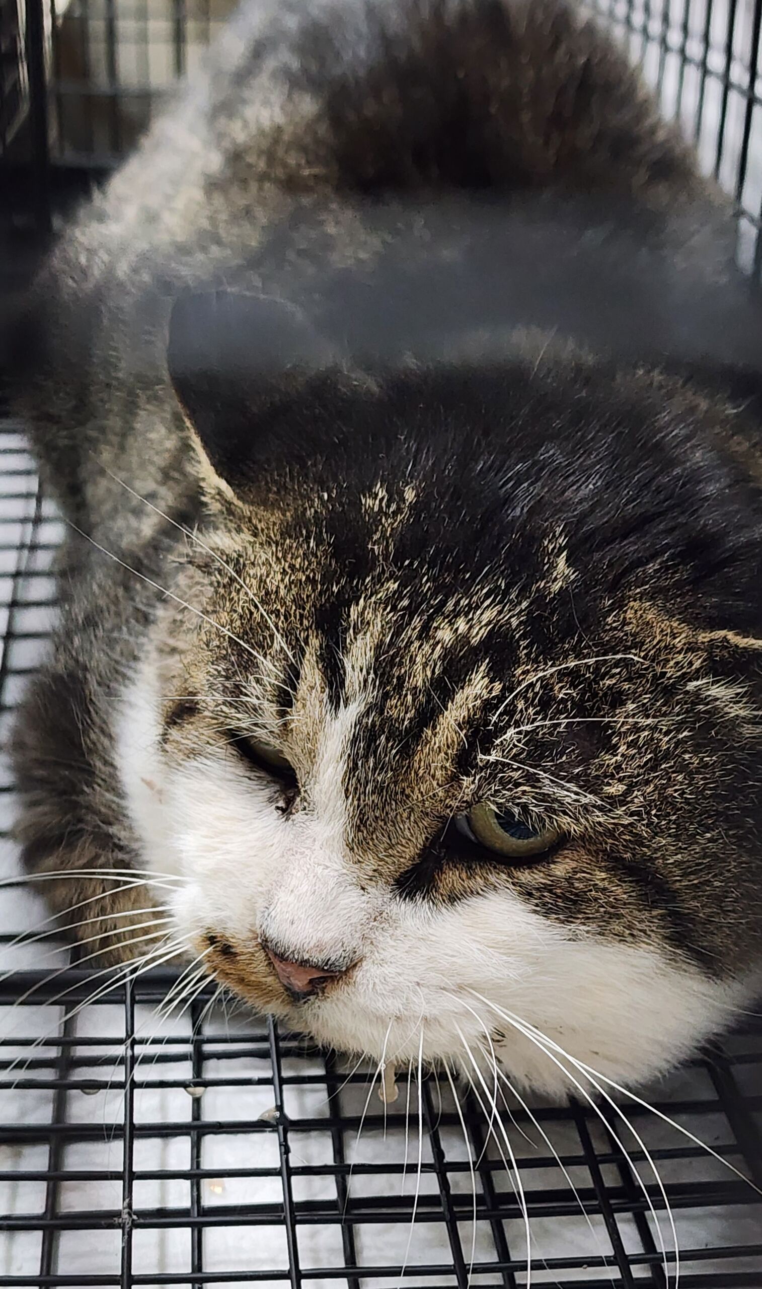 디디동물병원_428357202501627