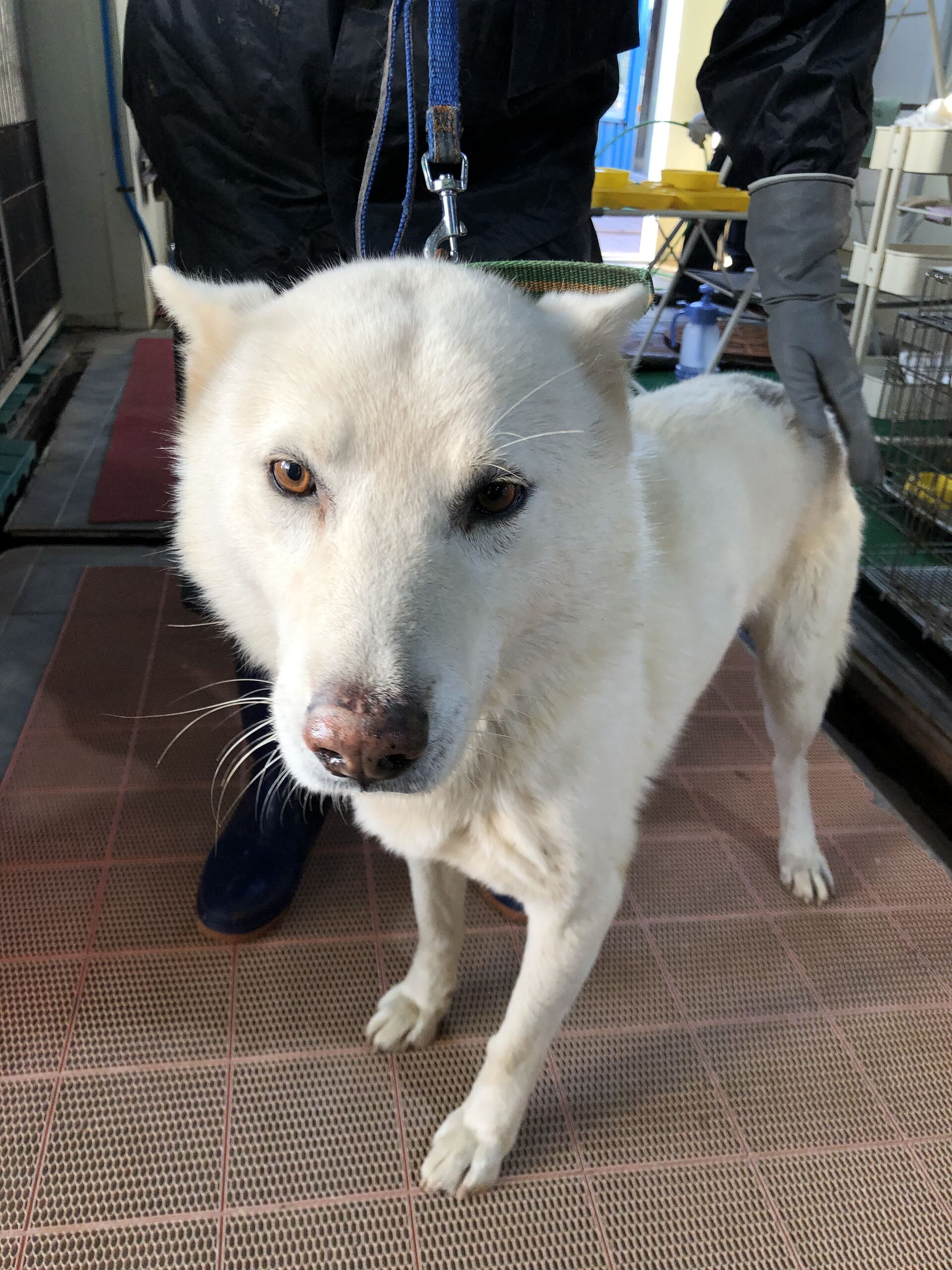 보호중 믹스견의 가…