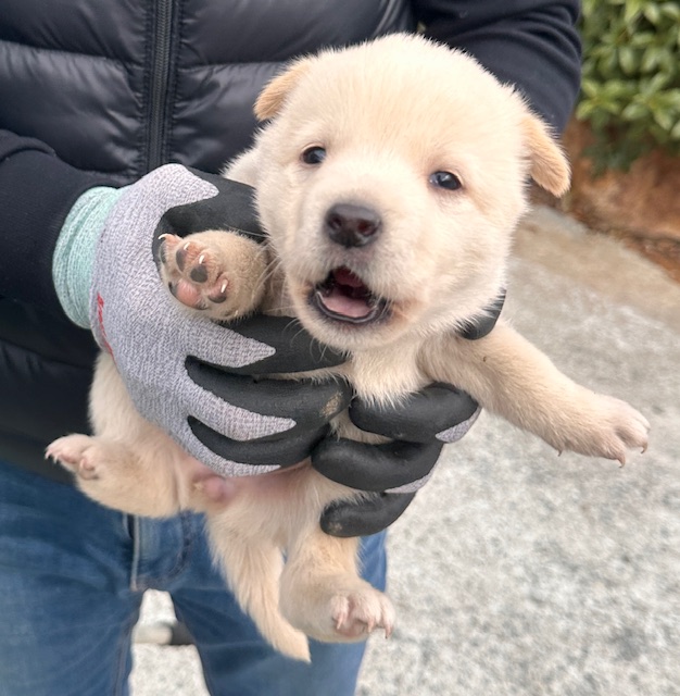 보호중 믹스견의 가…