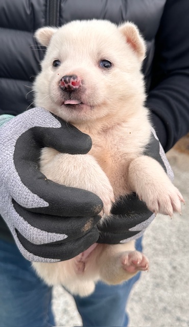 보호중 믹스견의 가…