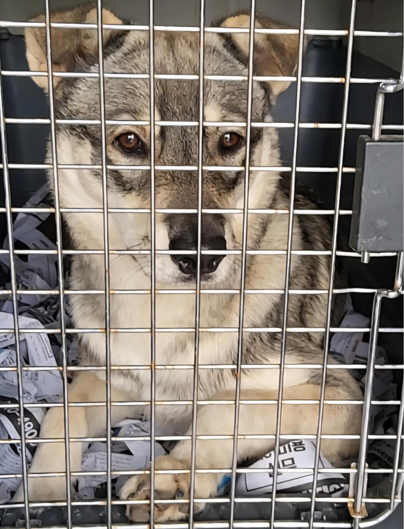 종료(반환) 믹스견…