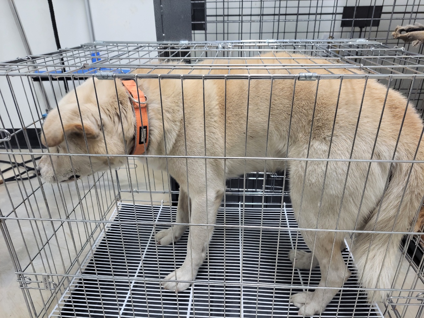 고양시동물보호센터_441394202502448