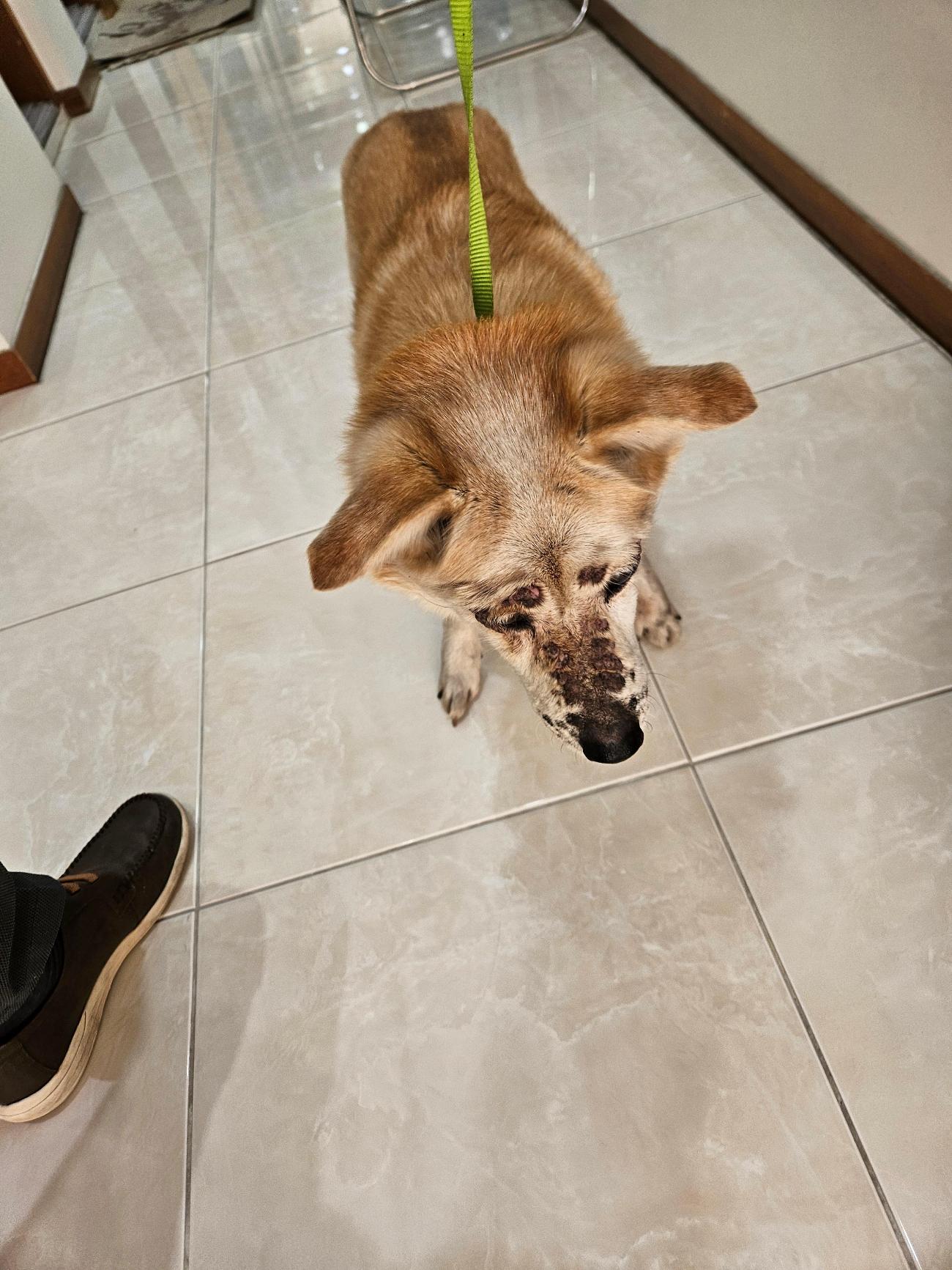 종료(반환) 믹스견…