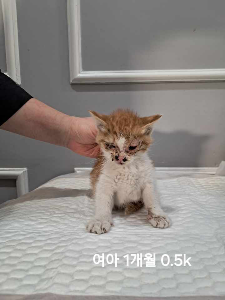 보호중 한국 고양이…