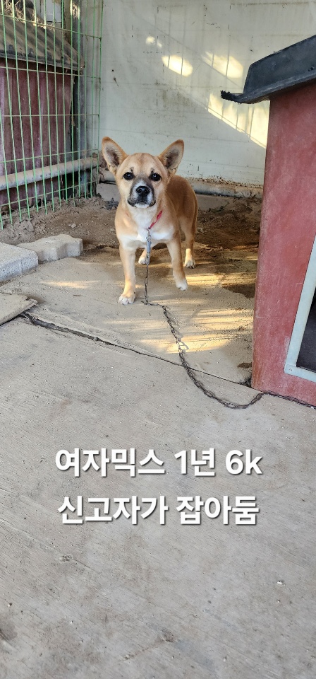 보호중 믹스견의 가…