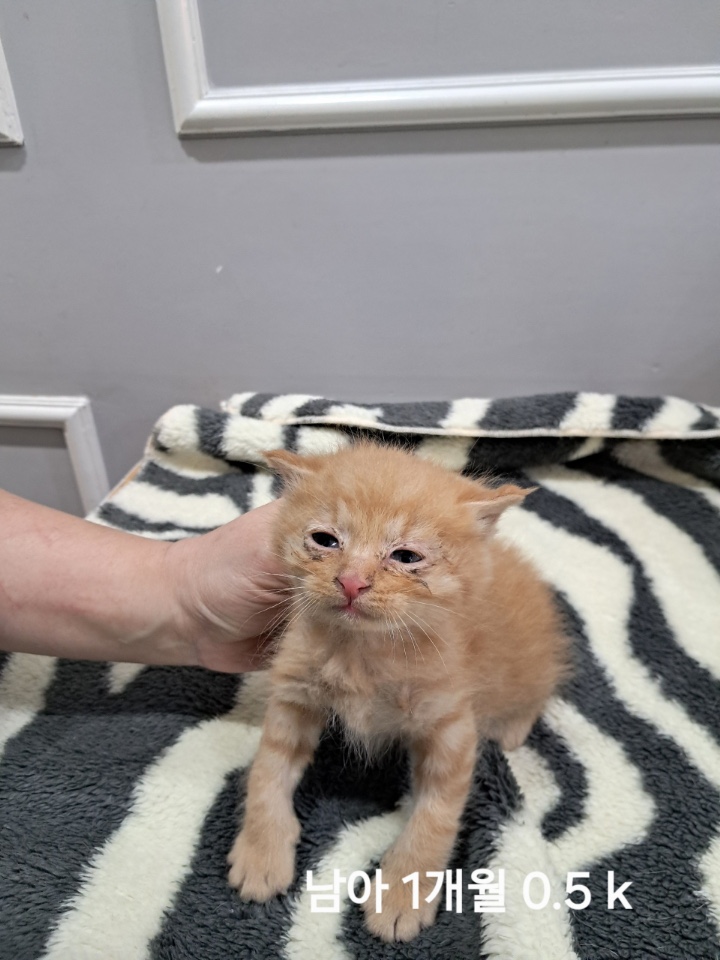보호중 한국 고양이…