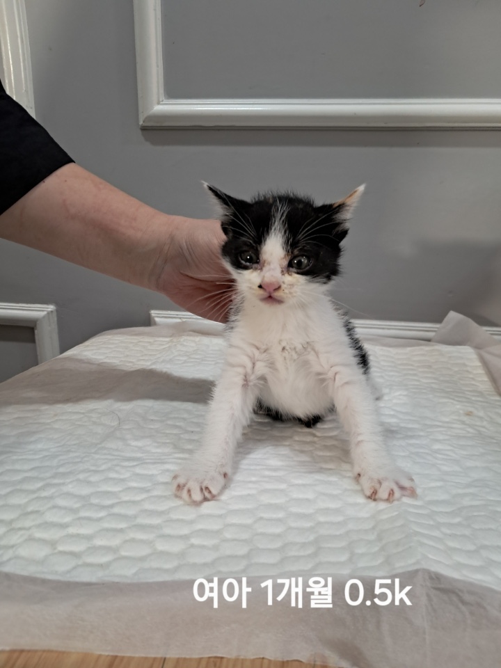 보호중 한국 고양이…