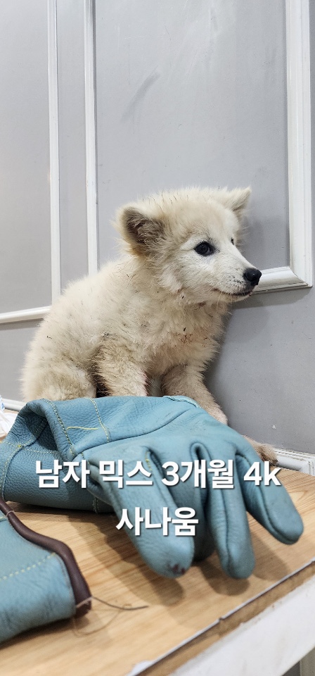 보호중 믹스견의 가…