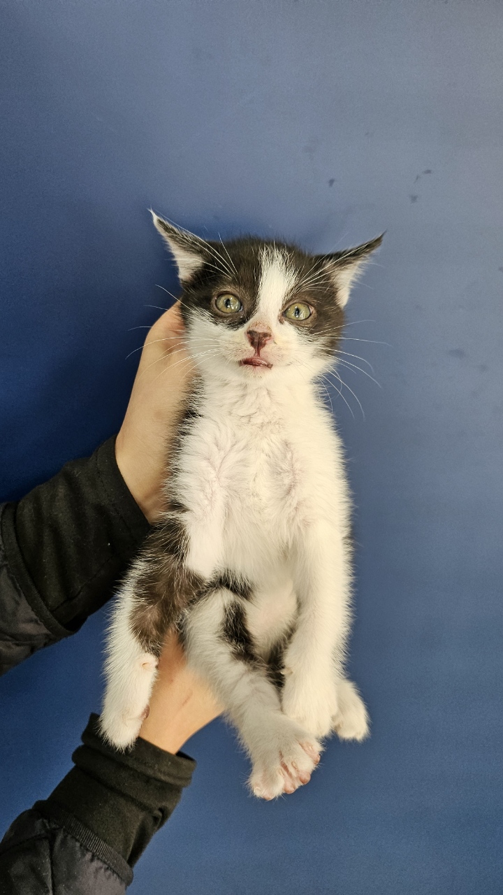 대구시수의사회(삼성)_427343202501085