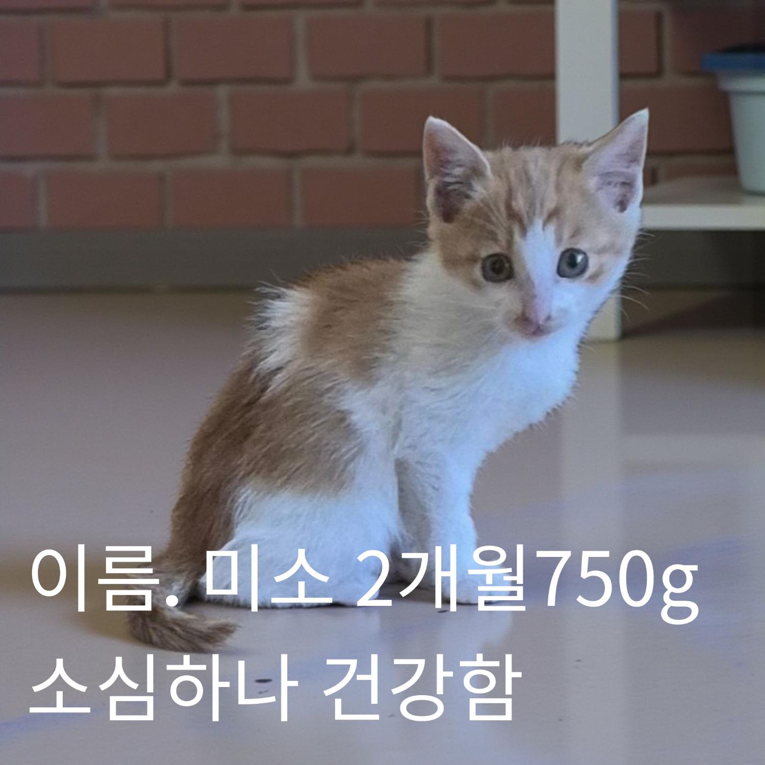 보호중 한국 고양이…