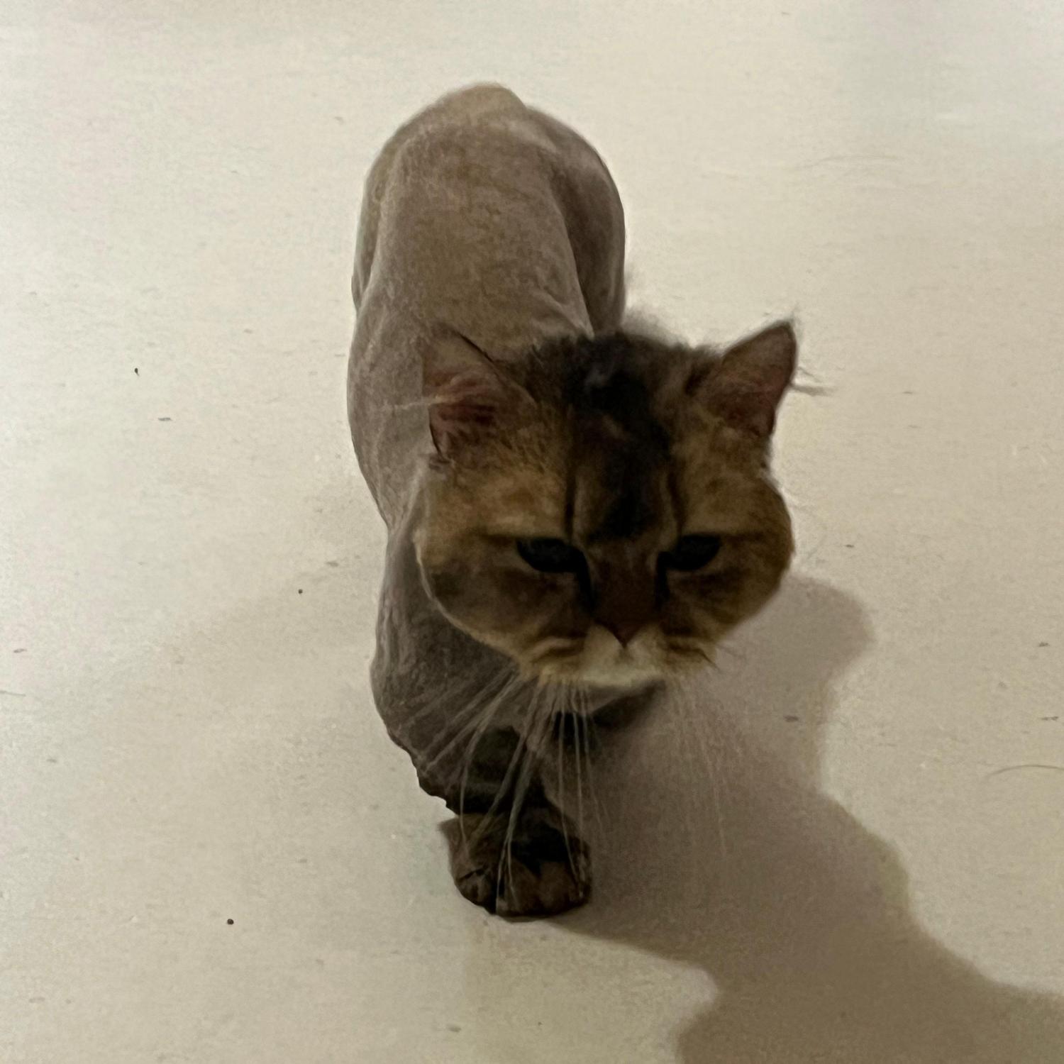 보호중 아메리칸 쇼…