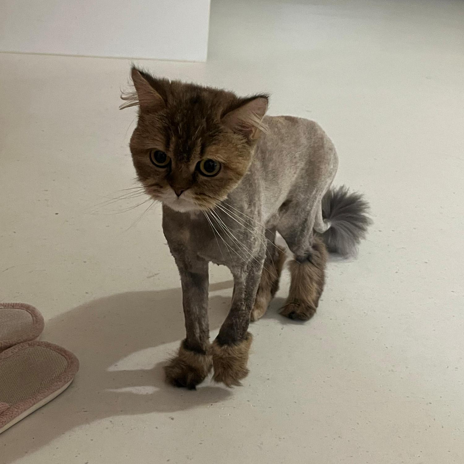 울산유기동물보호센터_431370202500934