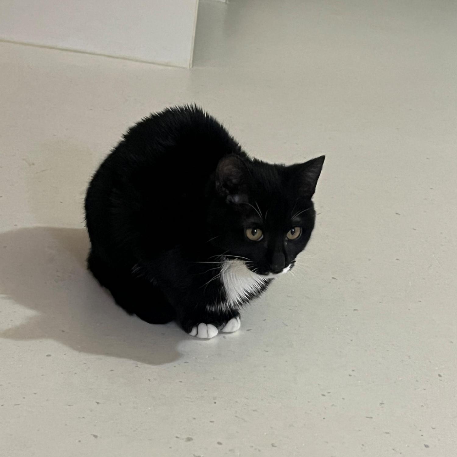 보호중 한국 고양이…