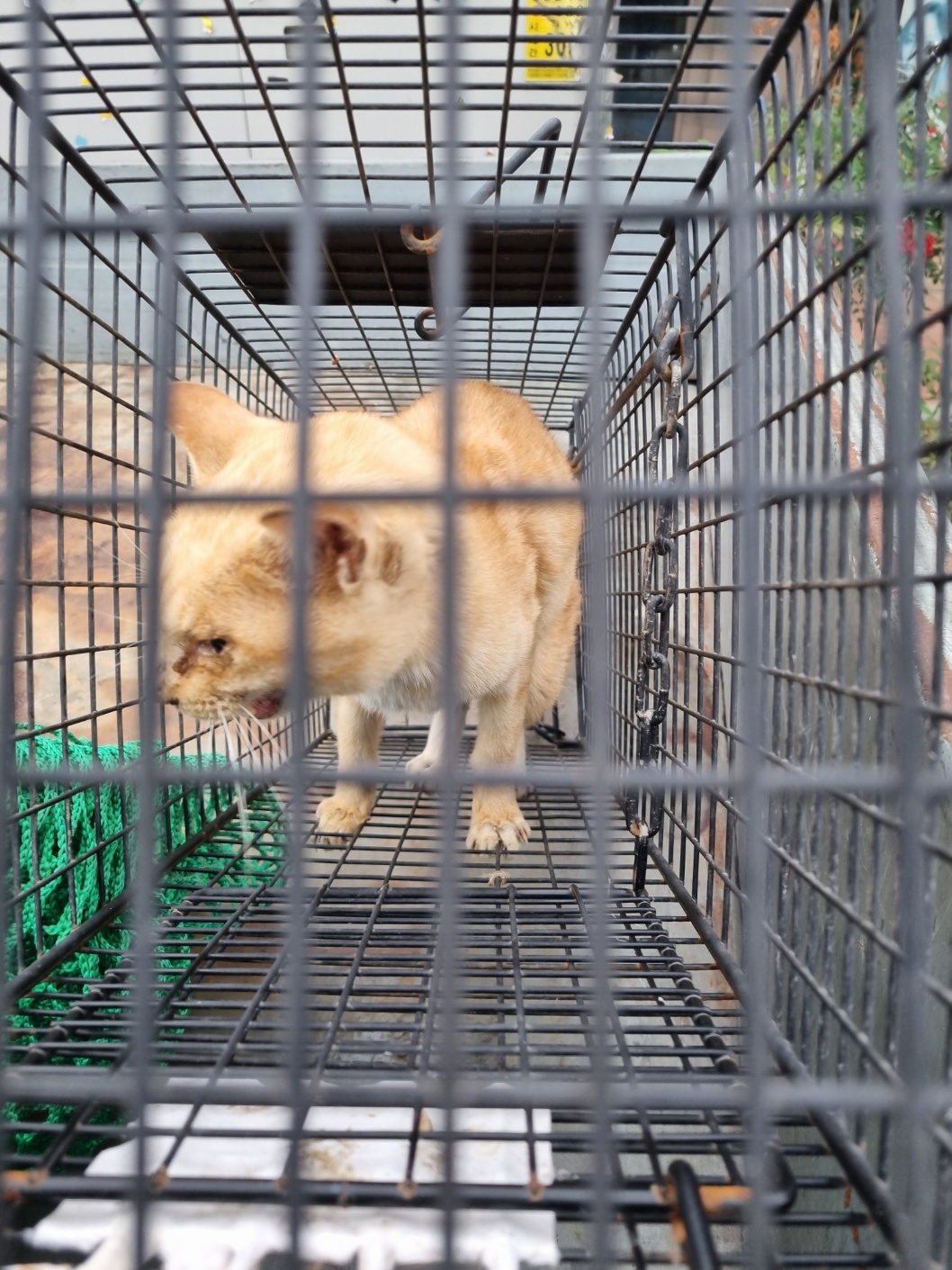 부안군 동물보호센터_445479202501216