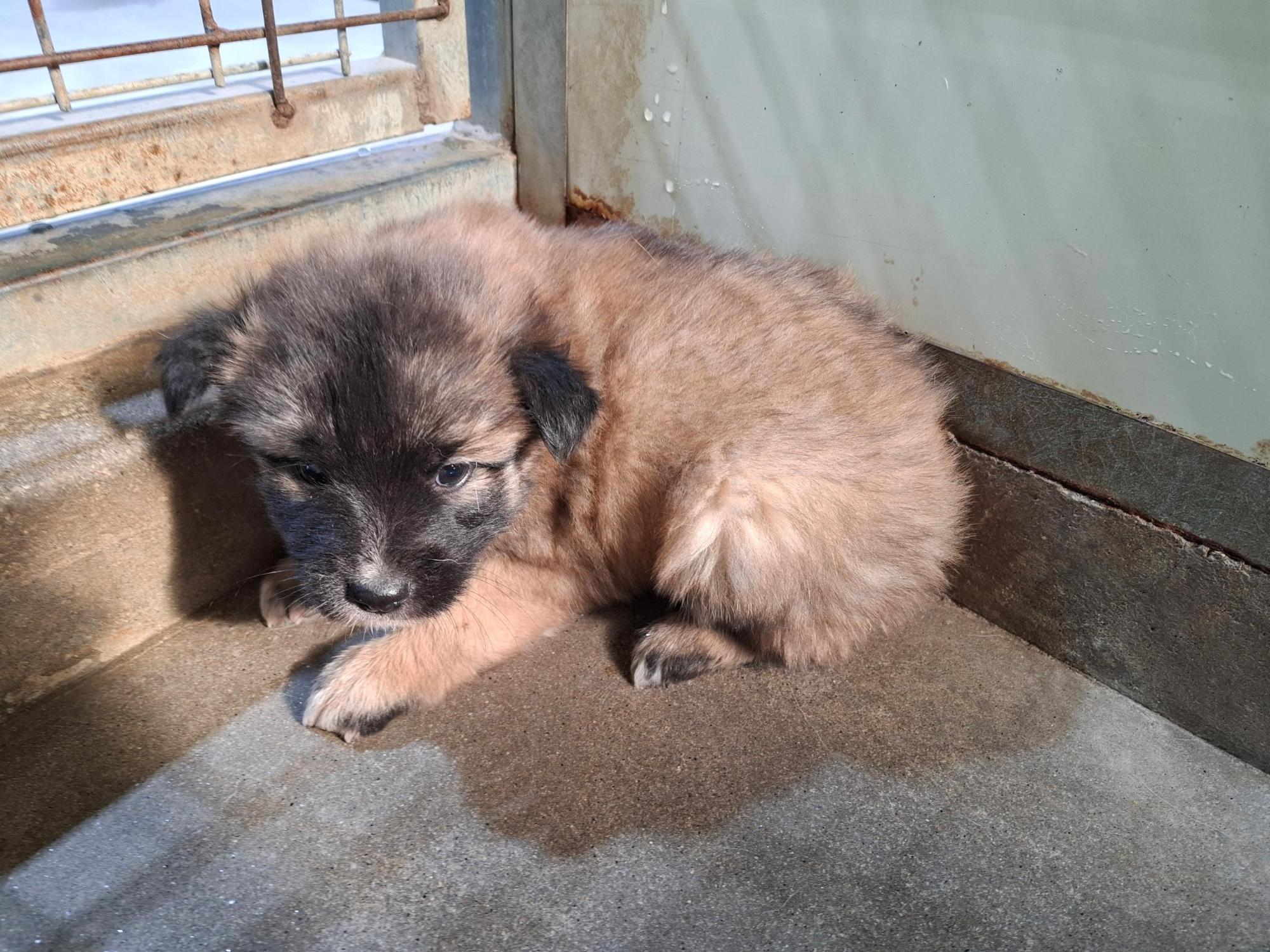 보호중 믹스견의 가…