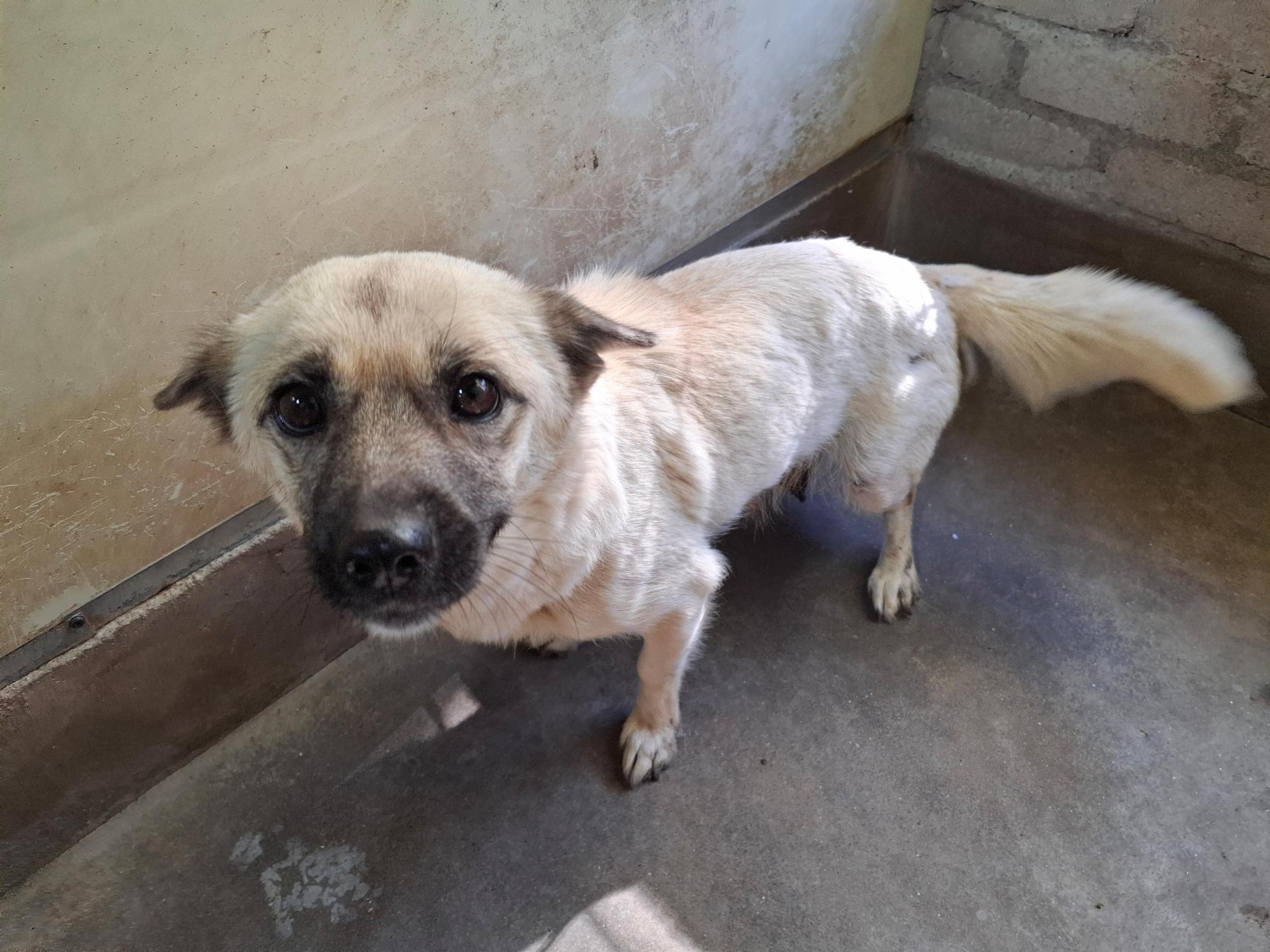 보호중 믹스견의 가…