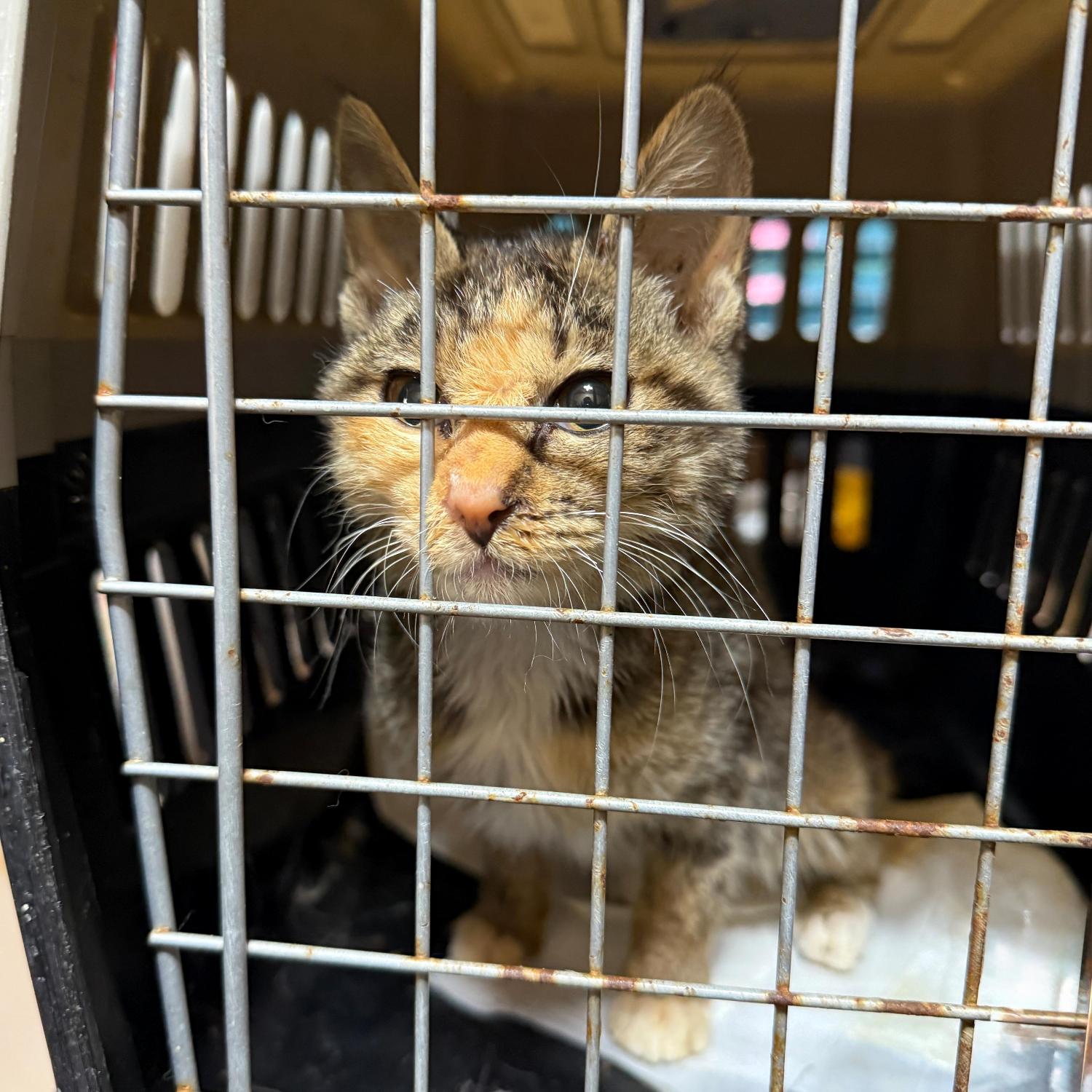 울산유기동물보호센터_431373202501781