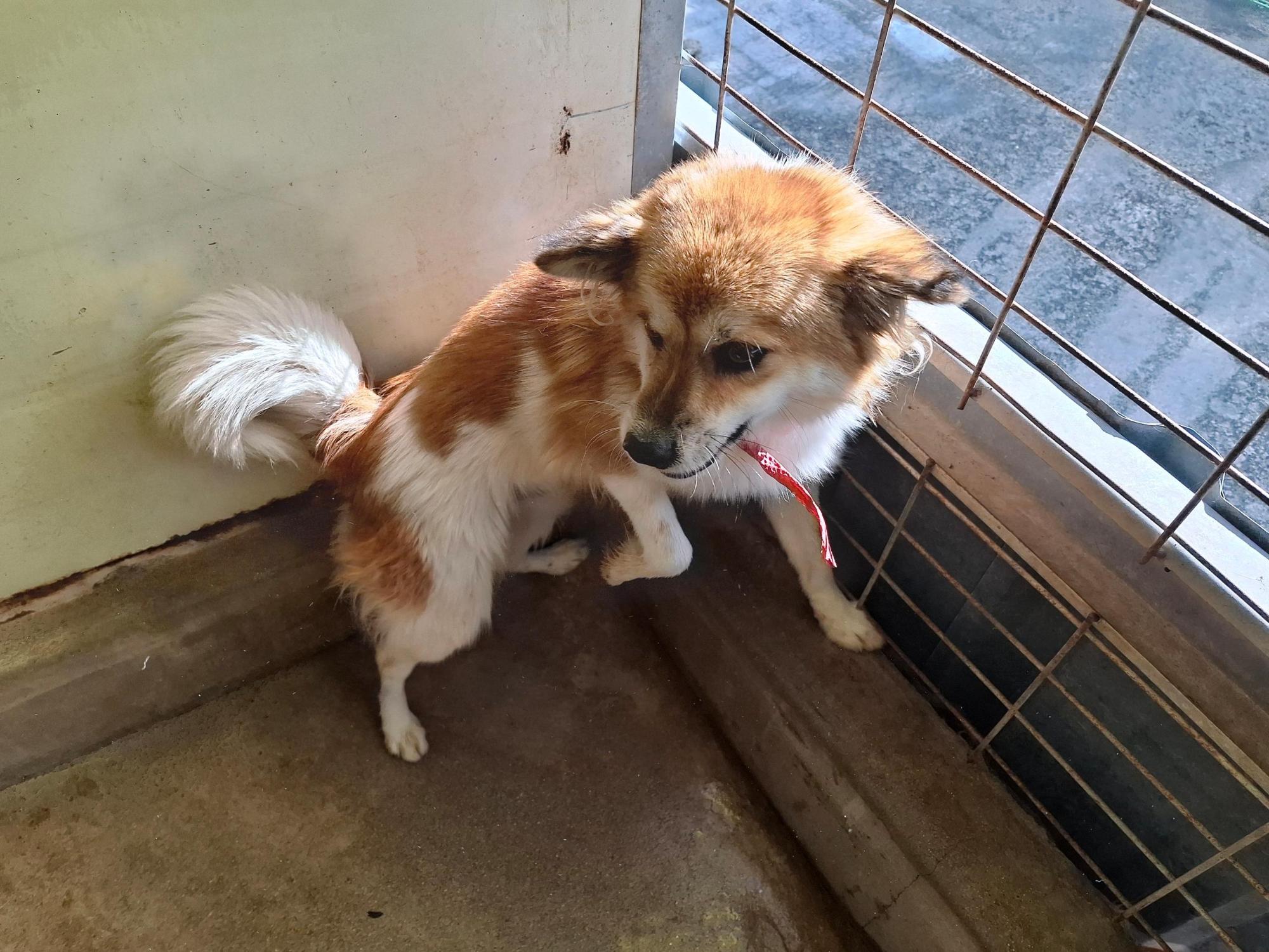 고흥군임시보호센터_446488202500327