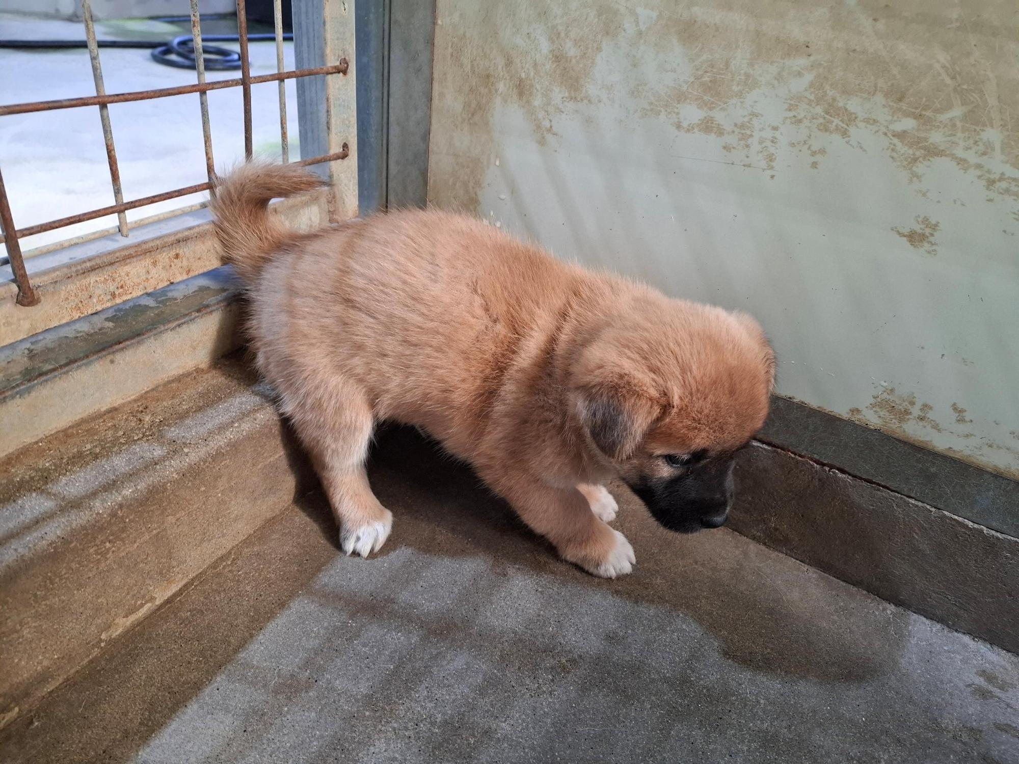 보호중 믹스견의 가…