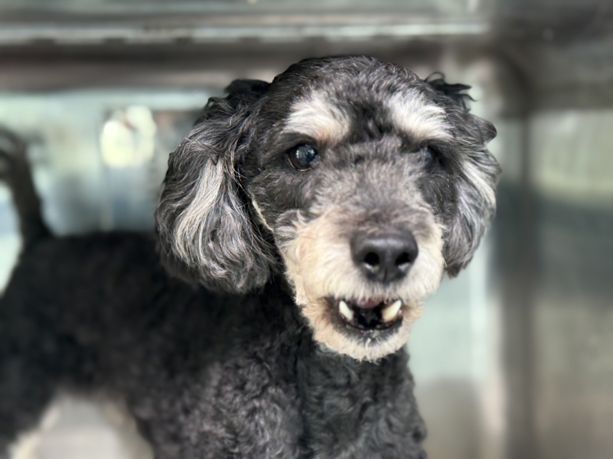 종료(반환) 푸들의…