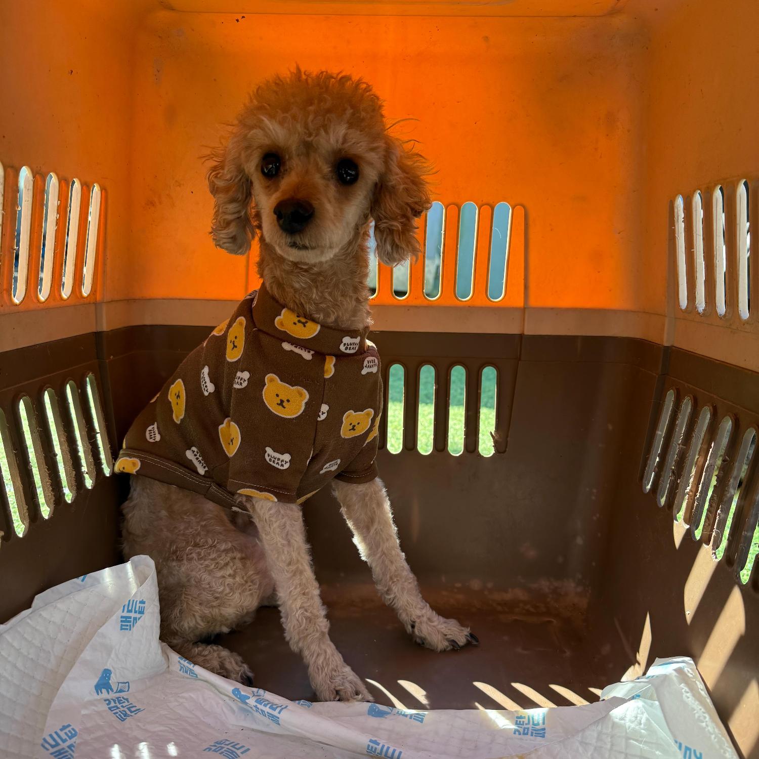 울산유기동물보호센터_431371202500522