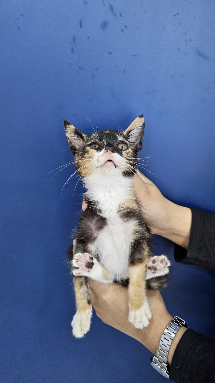 대구시수의사회(삼성)_427343202501086