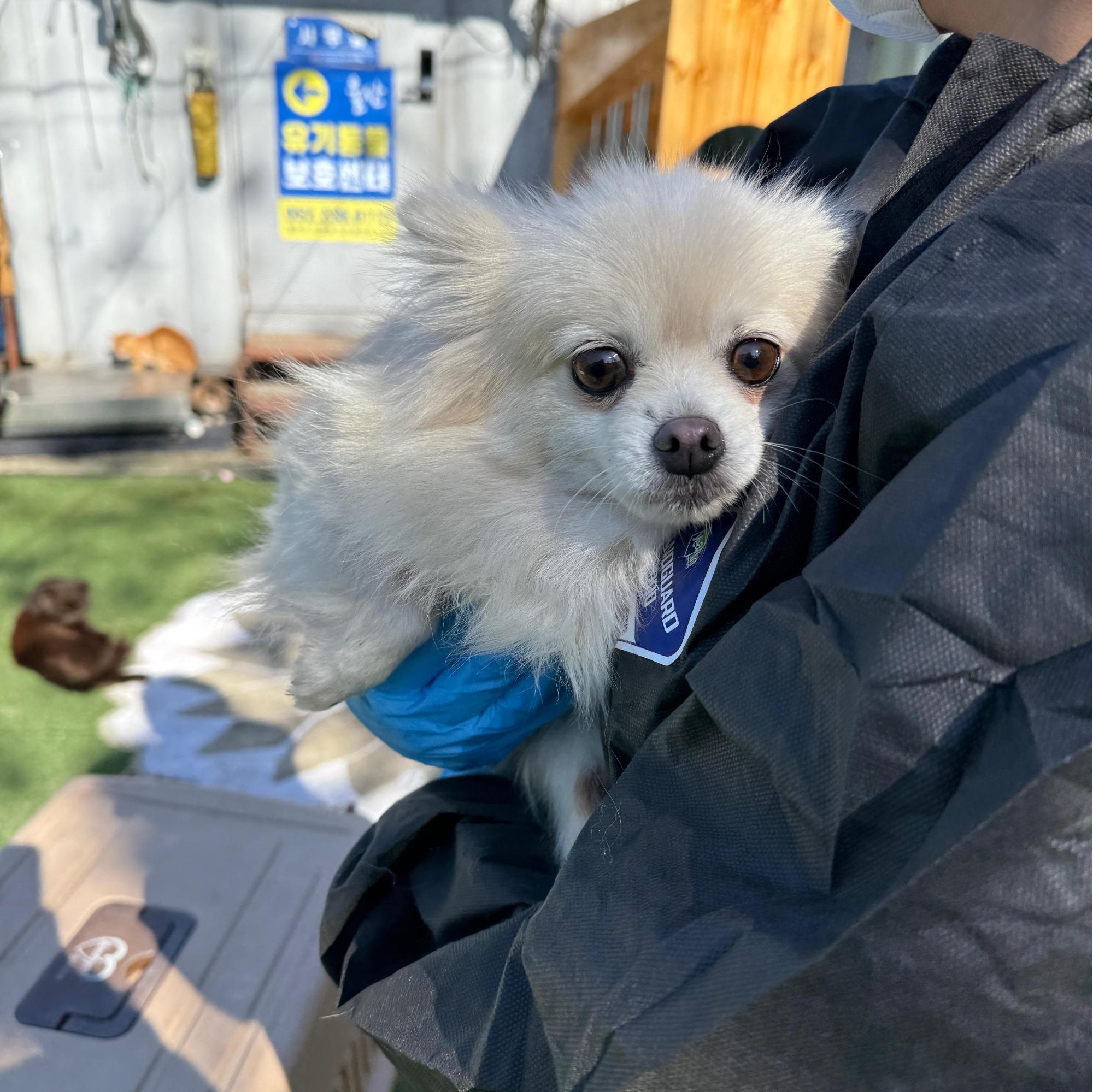 보호중 포메라니안의…