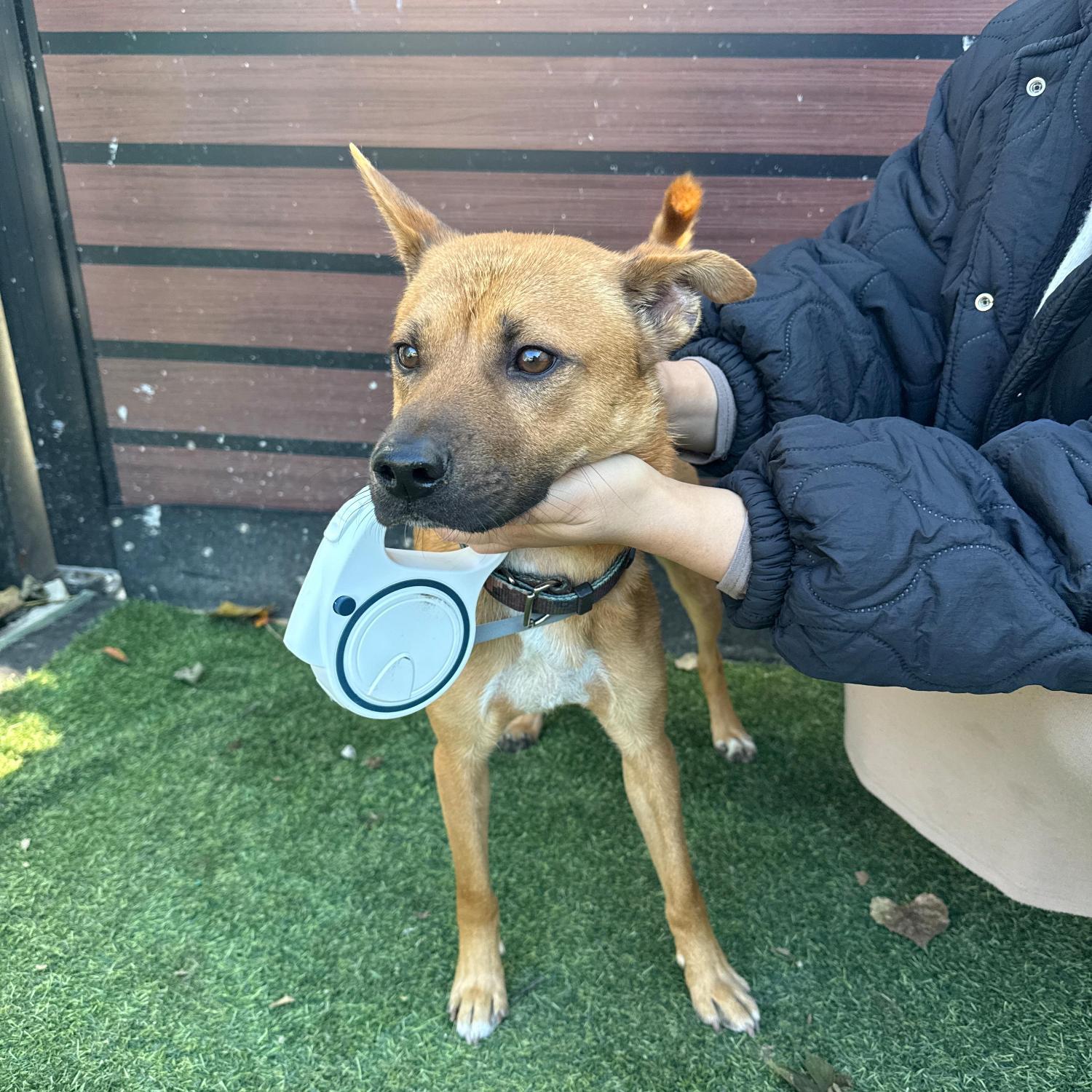 울산유기동물보호센터_431369202500749