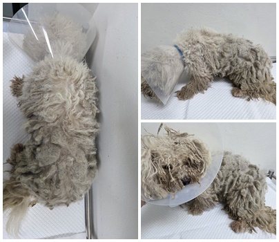 보호중 기타의 가족…