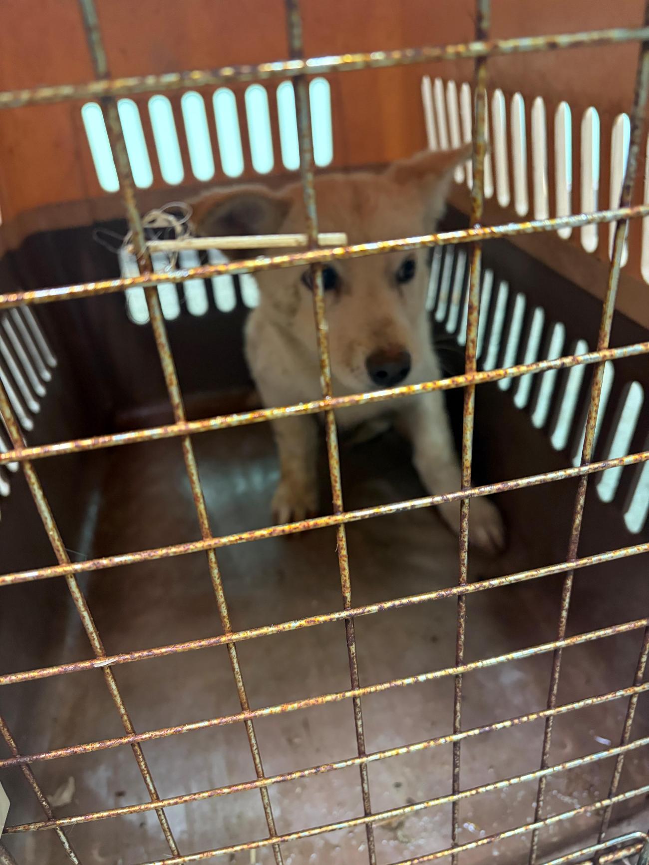 순창유기동물보호소_445477202500173