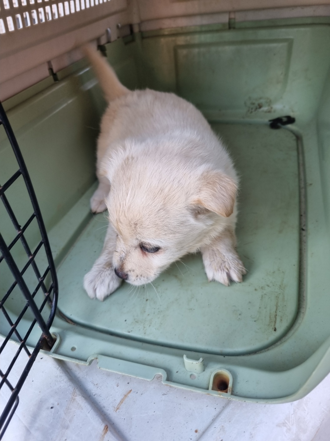 보호중 믹스견의 가…