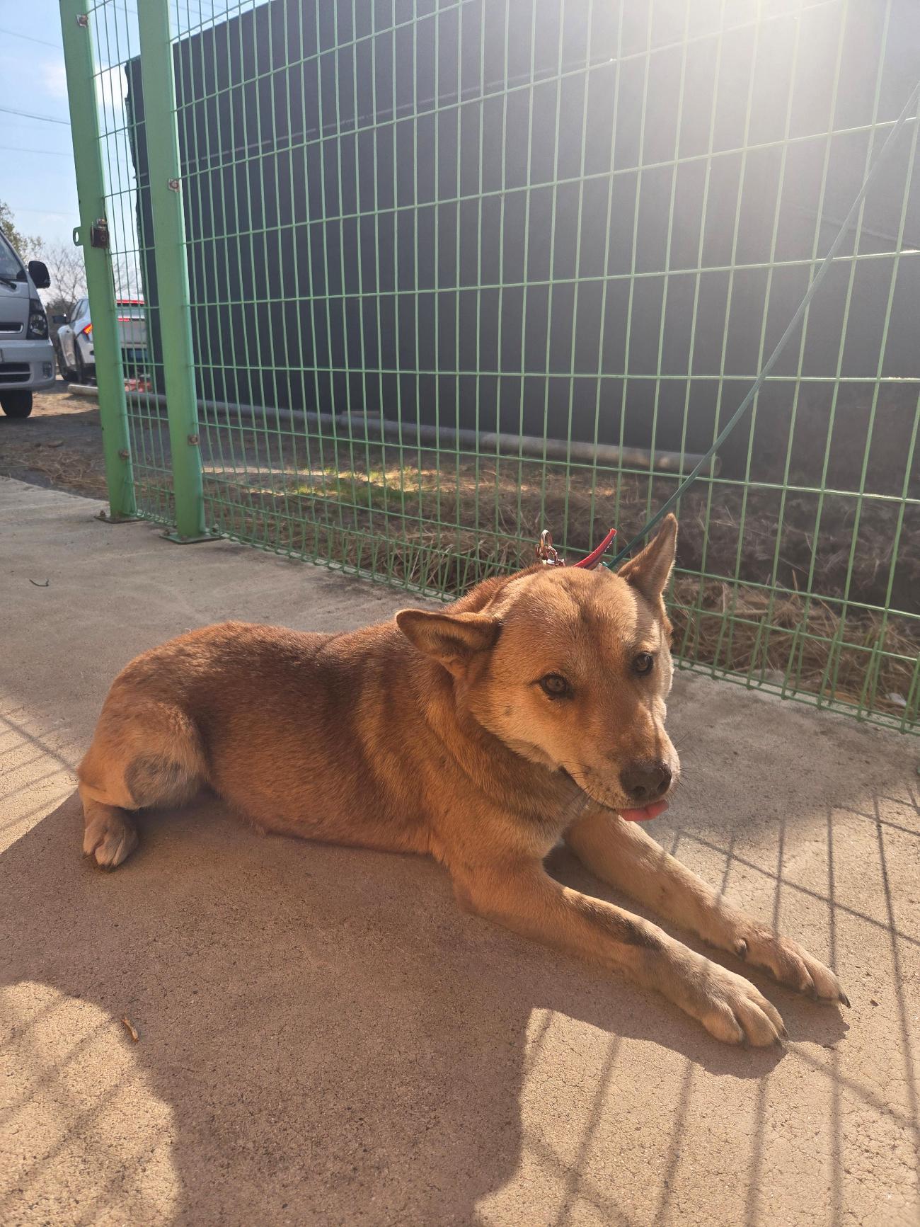 보호중 믹스견의 가…