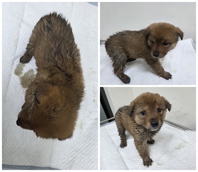 논산시 동물보호센터_444454202501093