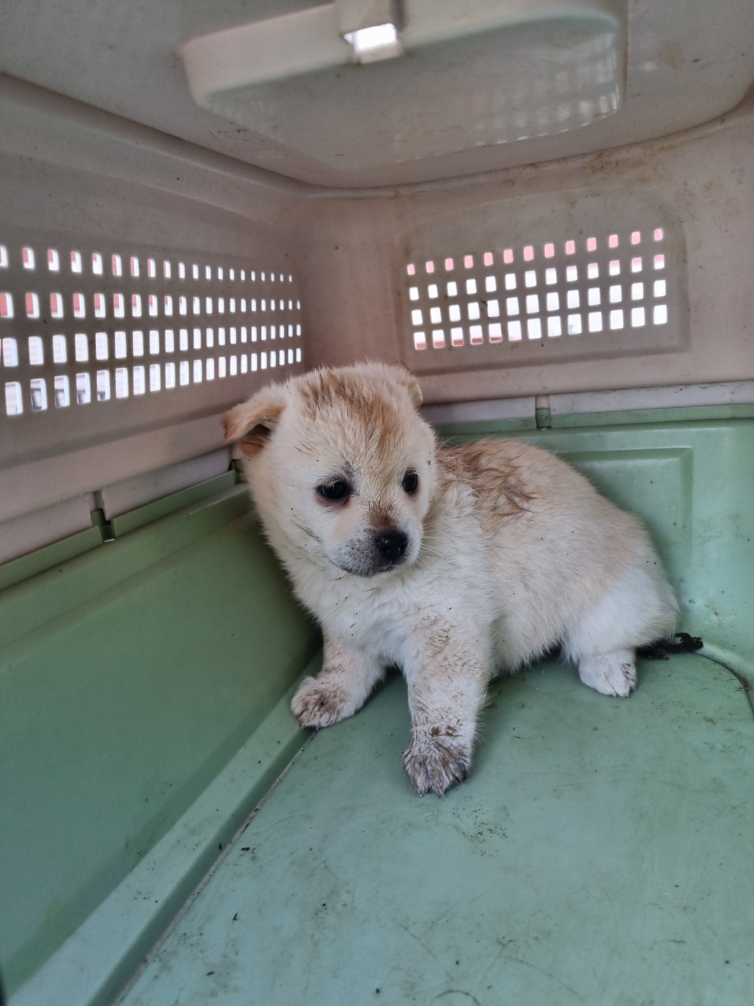 부안군 동물보호센터_445479202501217