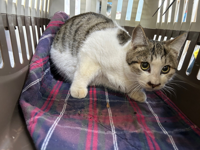 광주동물보호센터_429359202500432