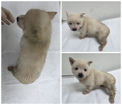 보호중 믹스견의 가…