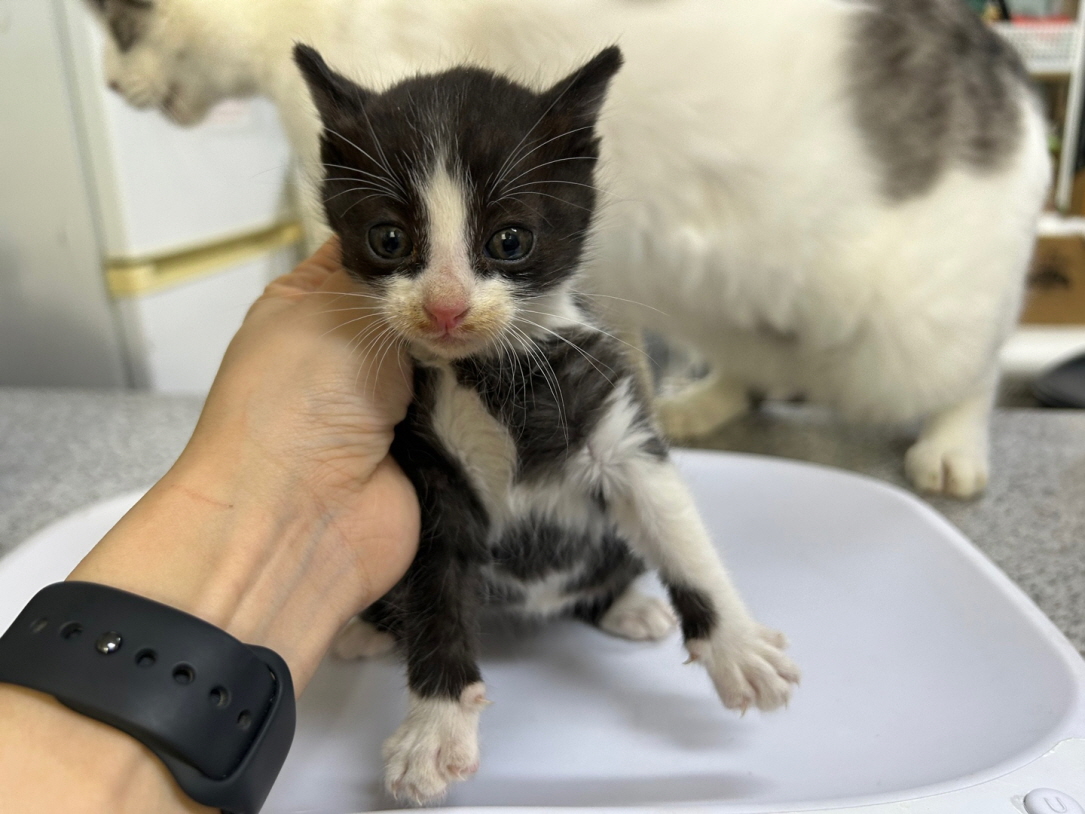 광주동물보호센터_429362202500895