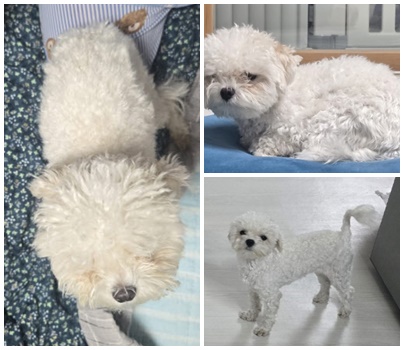 보호중 기타의 가족…