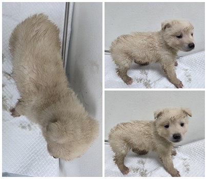 보호중 믹스견의 가…